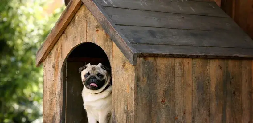 Zdjęcie Jak zrobić budę dla psa z płyty OSB - krok po kroku do idealnego domu