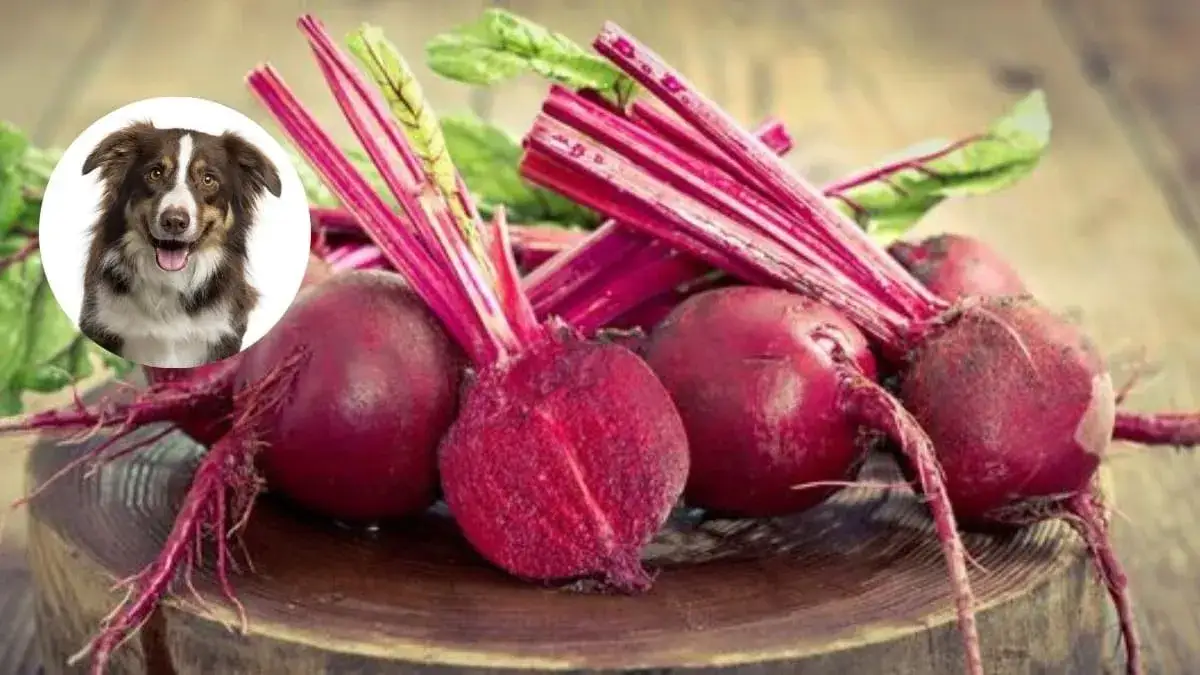 Zdjęcie Czy pies może jeść buraki? Bezpieczne przygotowanie i korzyści zdrowotne
