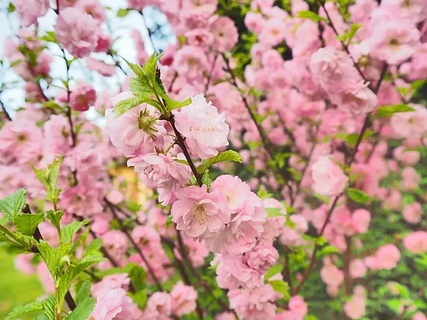Zdjęcie Jak przycinać migdałka, aby uniknąć słabego kwitnienia i chorób