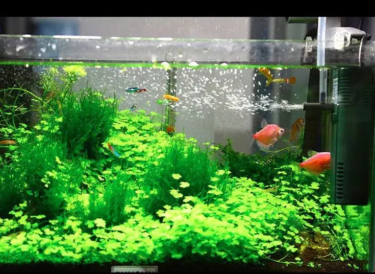 Zdjęcie Jaki filtr do akwarium 30l: najlepsze opcje, które zadbają o ryby