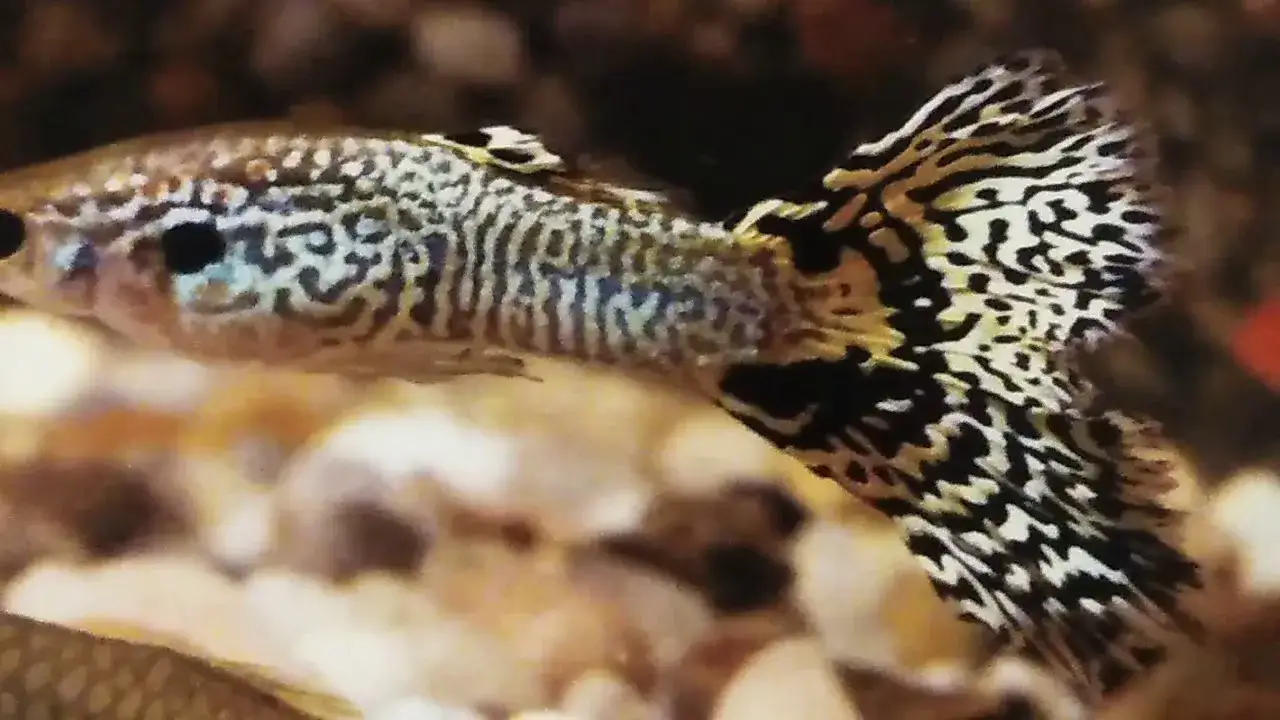 Zdjęcie Co jedzą gupiki? Odkryj sekrety ich idealnej diety