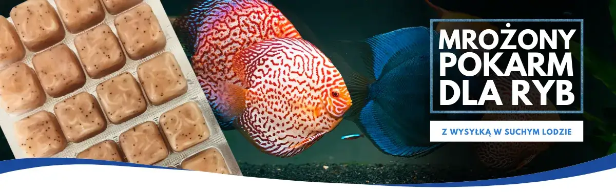 Zdjęcie Jak prawidłowo podawać mrożony pokarm dla rybek, aby uniknąć błędów