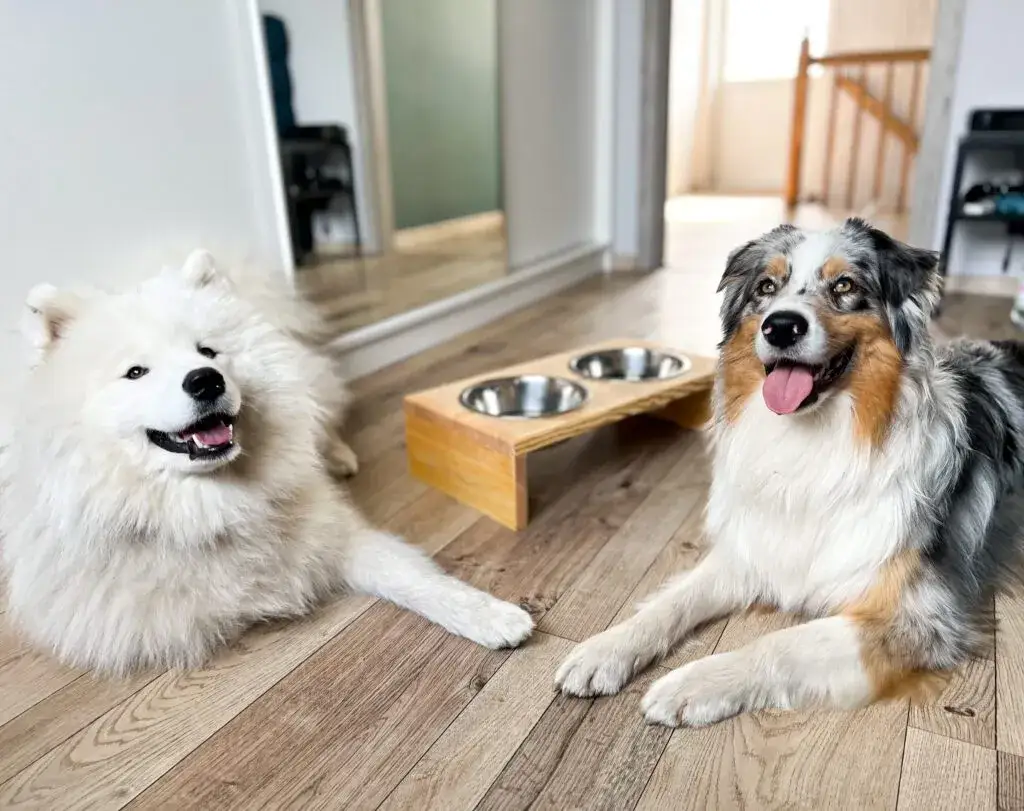 Zdjęcie Na jakiej wysokości miska dla psa, aby uniknąć problemów zdrowotnych?