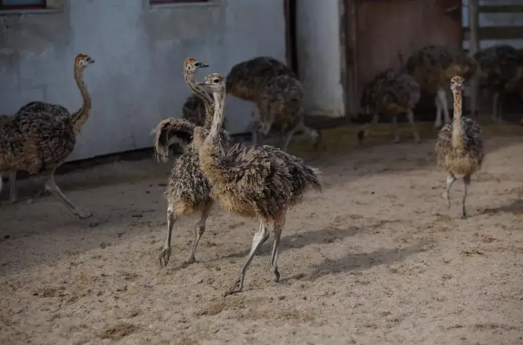 Zdjęcie Hodowla strusi jak zacząć: kluczowe kroki i najważniejsze wymagania