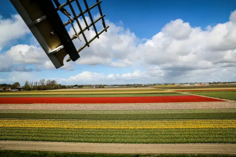 Zdjęcie Pola tulipanów w Holandii: Najpiękniejsze miejsca i porady