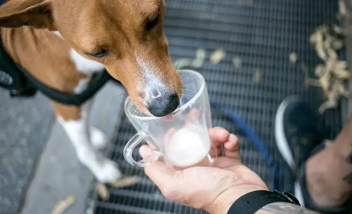 Zdjęcie Czy pies może jeść jogurt naturalny? Sprawdź, co musisz wiedzieć