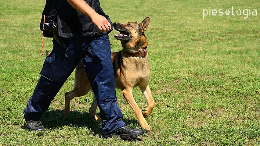 Zdjęcie Skuteczne metody jak wytresować psa żeby się słuchał: 10 sprawdzonych zasad