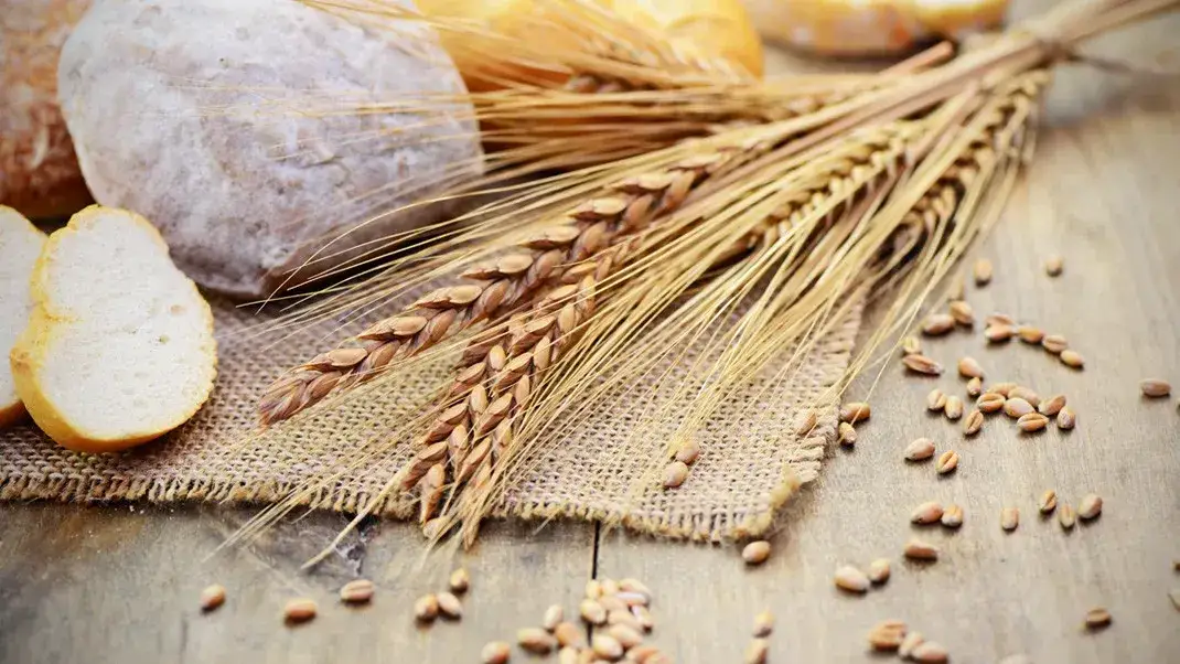 Zdjęcie Czy kaszka manna ma gluten? Dowiedz się, czy jest bezpieczna dla Ciebie
