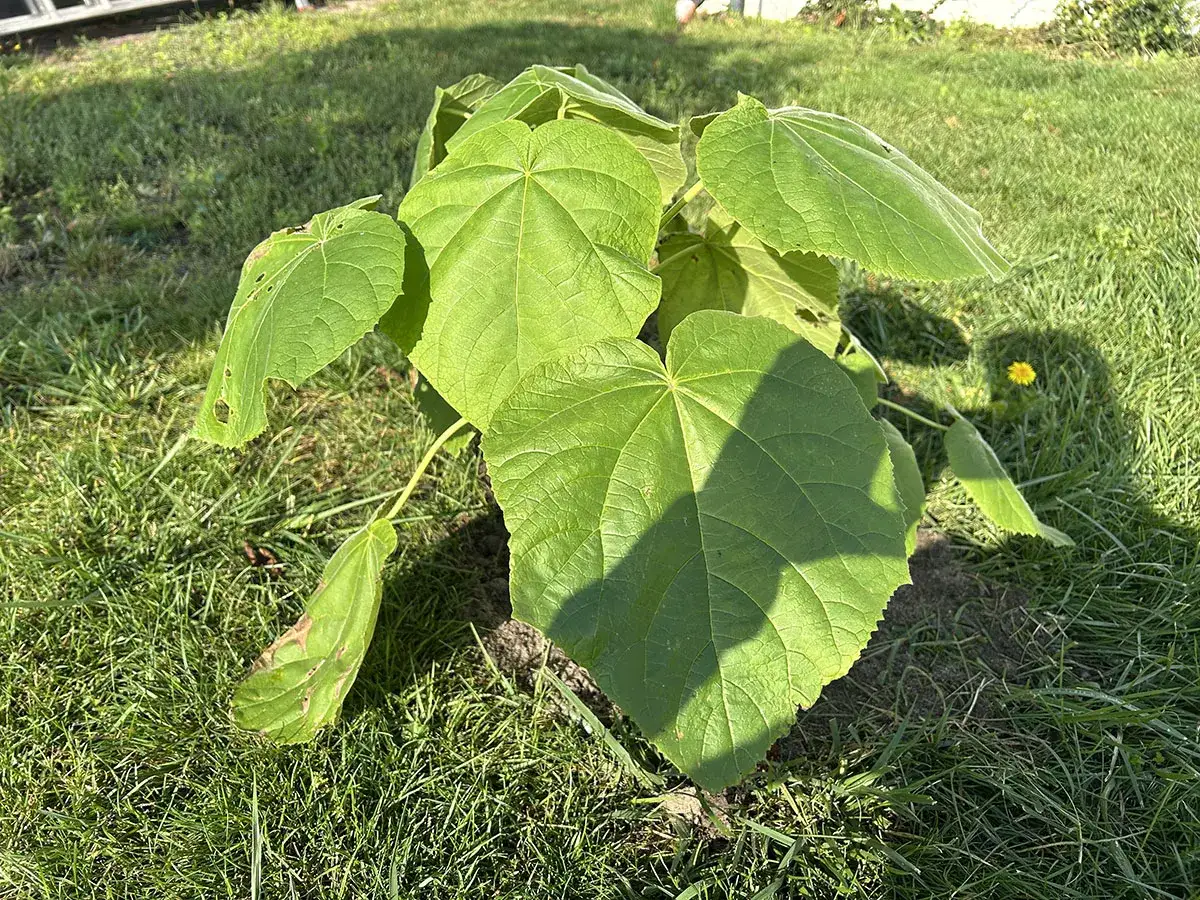 Zdjęcie Jak uprawiać paulownię (drzewko szczęścia) w Polsce? Poradnik