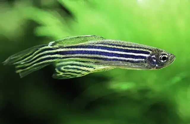 Zdjęcie Jak rozmnażają się rybki danio - uniknij najczęstszych błędów hodowlanych