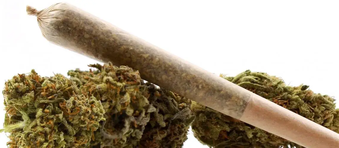 Zdjęcie Jak zacząć biznes konopny w Polsce - kluczowe informacje i porady