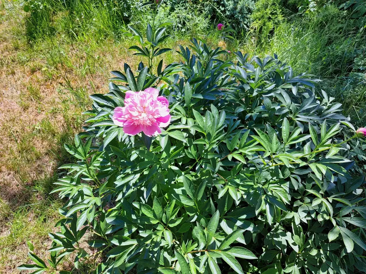 Zdjęcie Czy można sadzić piwonie wiosną? Sprawdź, co musisz wiedzieć