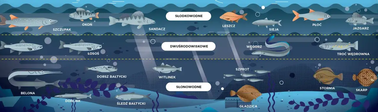Zdjęcie Jakie ryby nad Bałtykiem warto zjeść: 8 najsmaczniejszych gatunków