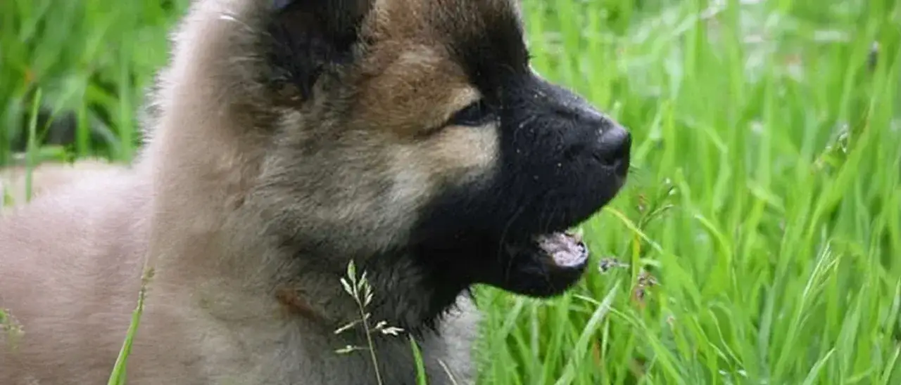 Zdjęcie Czy pies może jeść cukier? Dowiedz się, jakie są zagrożenia zdrowotne.