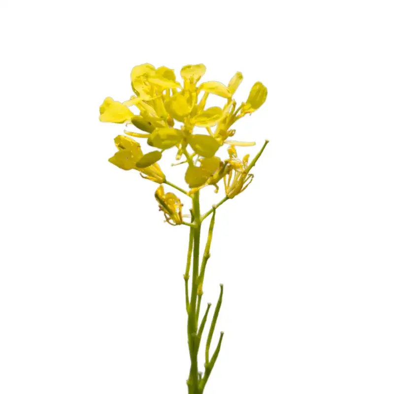 Zdjęcie Ognicha chwast: jak skutecznie kontrolować ten uciążliwy chwast?