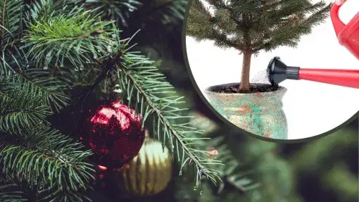 Zdjęcie Kiedy sadzić choinkę do gruntu, aby uniknąć przemarznięcia?