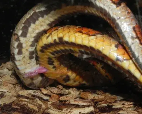 Zdjęcie Jak rozmnażają się węże? Zaskakujące metody i procesy ich rozmnażania