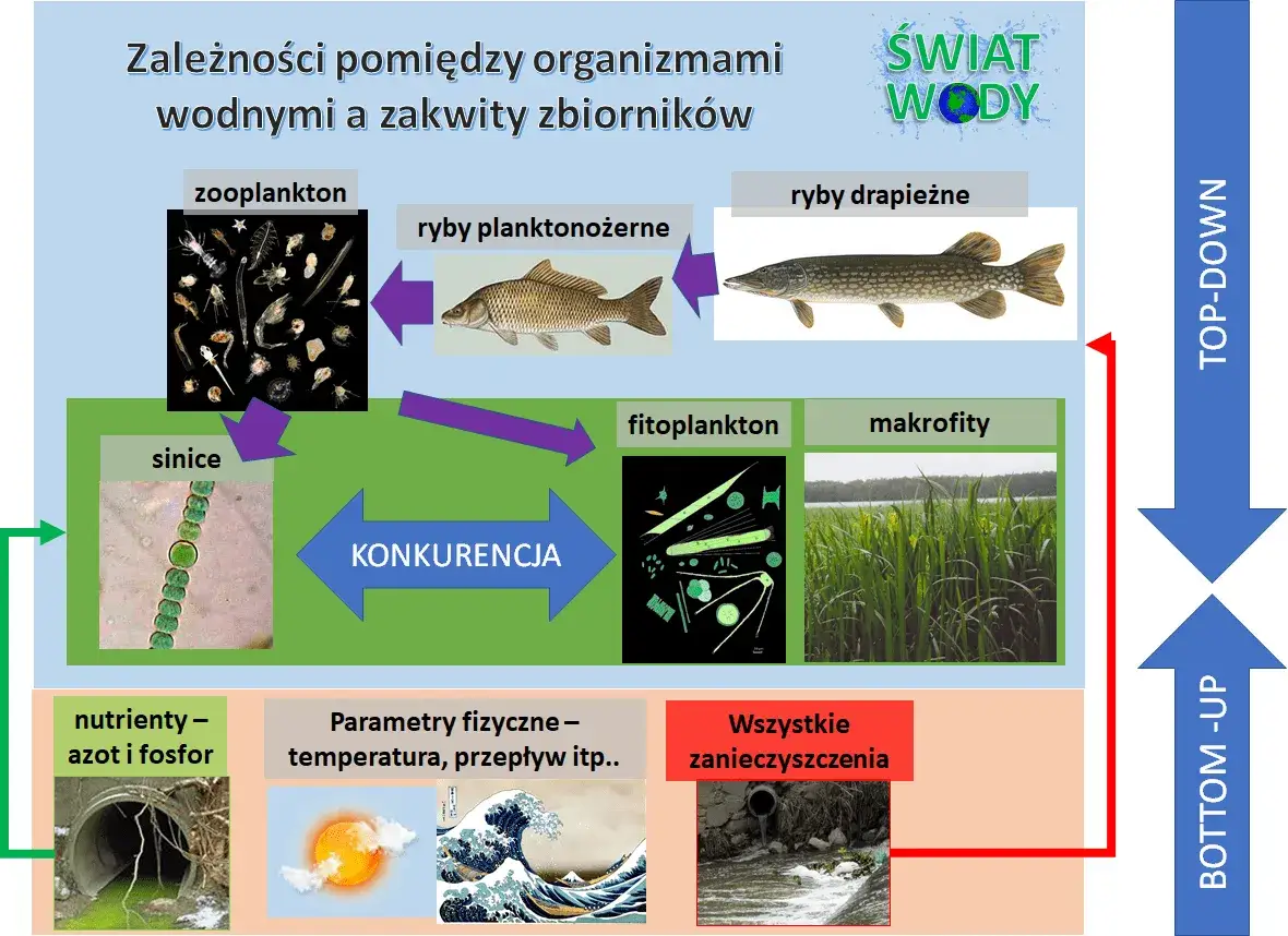 Zdjęcie Co to jest konkurencja w biologii i jak wpływa na ekosystemy?