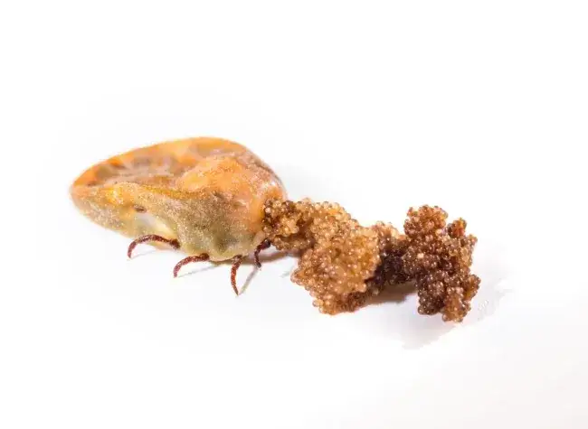 Zdjęcie Jak rozpoznać gniazdo kleszczy? To dowody, które Cię zaskoczą