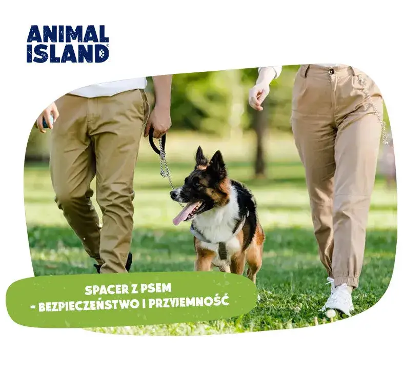 Zdjęcie Jak często wychodzić z psem na spacer, by uniknąć problemów zdrowotnych?