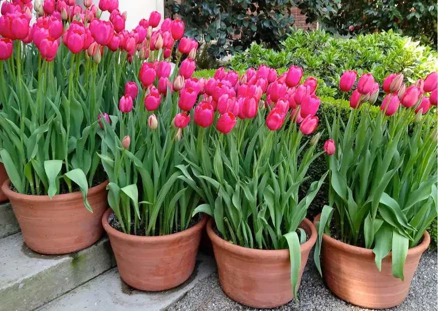 Zdjęcie Cuando plantar tulipanes en maceta para un jardín espectacular en otoño