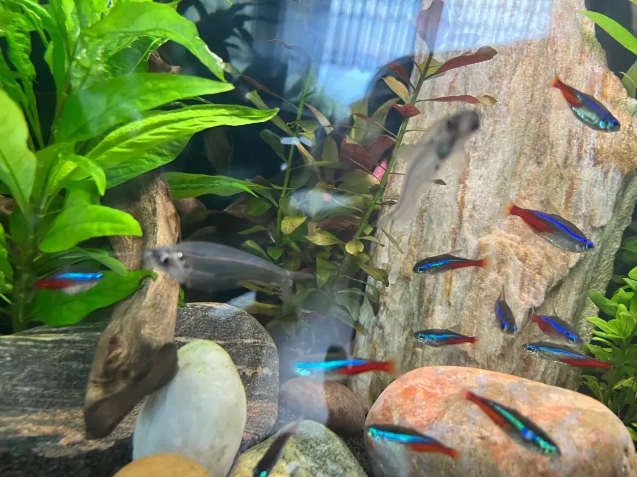 Zdjęcie Jaka temperatura w akwarium neonki? Klucz do ich zdrowia i życia