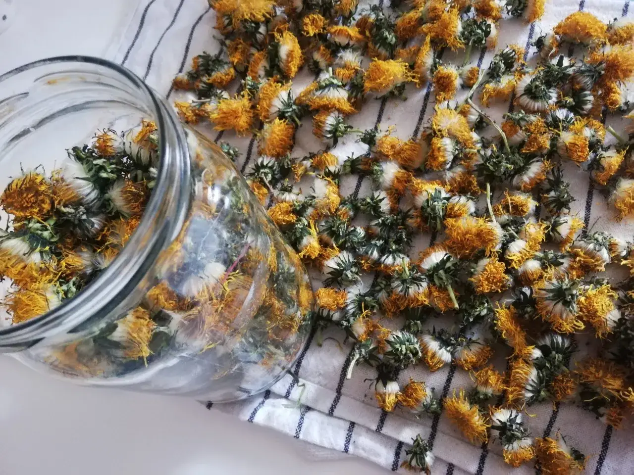 Zdjęcie Jak zrobić napar z korzenia mniszka lekarskiego i cieszyć się zdrowiem