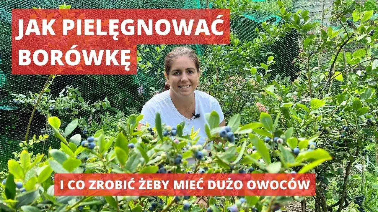 Zdjęcie Jak uprawiać borówkę amerykańską i uniknąć najczęstszych błędów