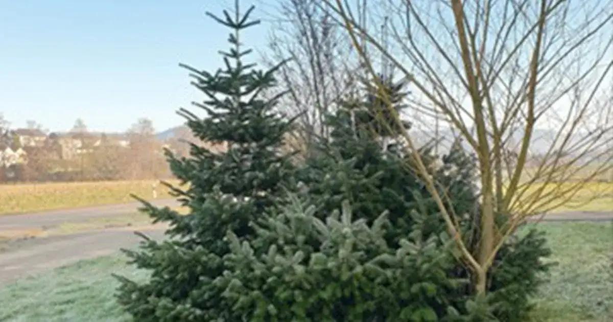 Zdjęcie Jak sadzić jodłę kaukaską na choinki, by uniknąć błędów w uprawie