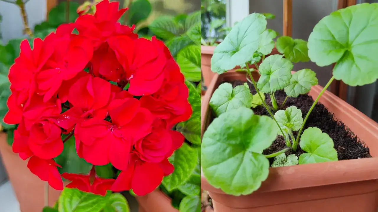 Zdjęcie Pelargonia nasiona kiedy siać - idealny czas na siew dla sukcesu