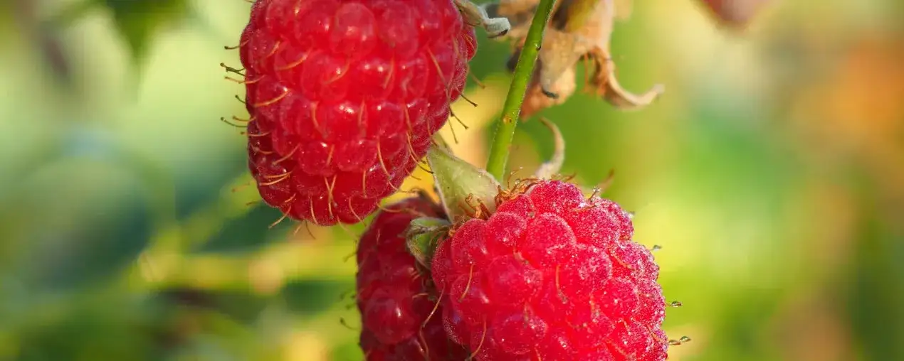 Zdjęcie Jak uprawiać maliny w ogrodzie - proste sposoby na zdrowe owoce