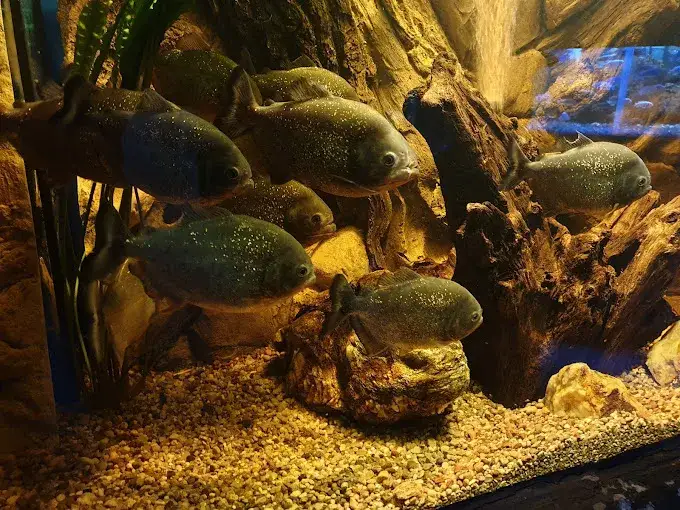 Zdjęcie Oceanarium Rewal - odkryj fascynujący świat podwodny i atrakcje