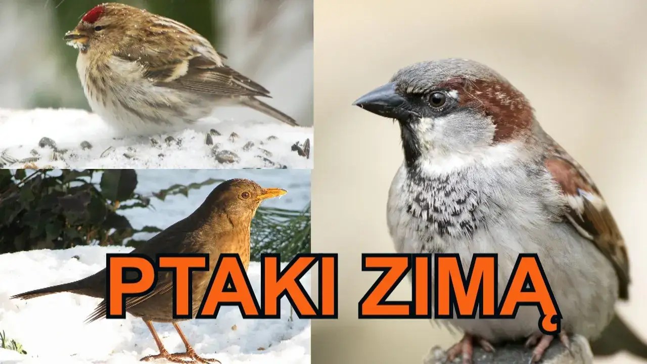 Zdjęcie Edukacyjne filmy o ptakach, które odlatują na zimę dla dzieci