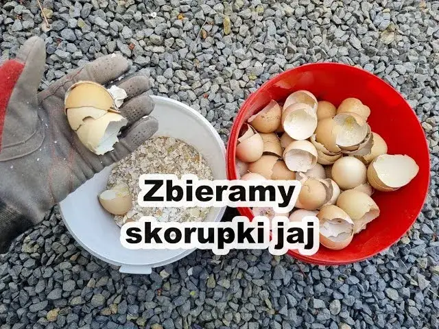Zdjęcie Odkryj korzyści przechowywania skorupki jajek w warzywniku - Tajemnice domowych porad
