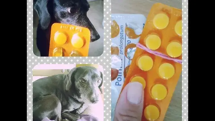 Zdjęcie Jak bezpiecznie podawać smectę psu - dawkowanie i metody podania