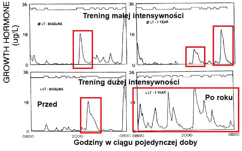 Zdjęcie Hormon wzrostu przed czy po treningu – jak maksymalizować efekty?