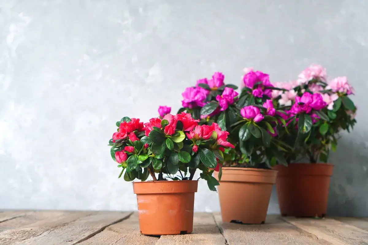 Zdjęcie Jak kwitnie azalia? Odkryj sekrety pięknych kwiatów azalii