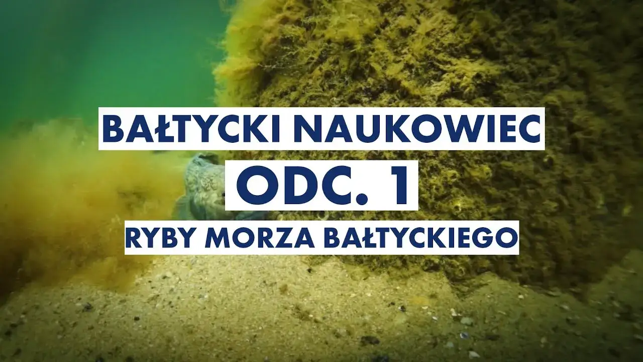 Zdjęcie Jakie ryby są w Bałtyku? Poznaj gatunki, które możesz złowić