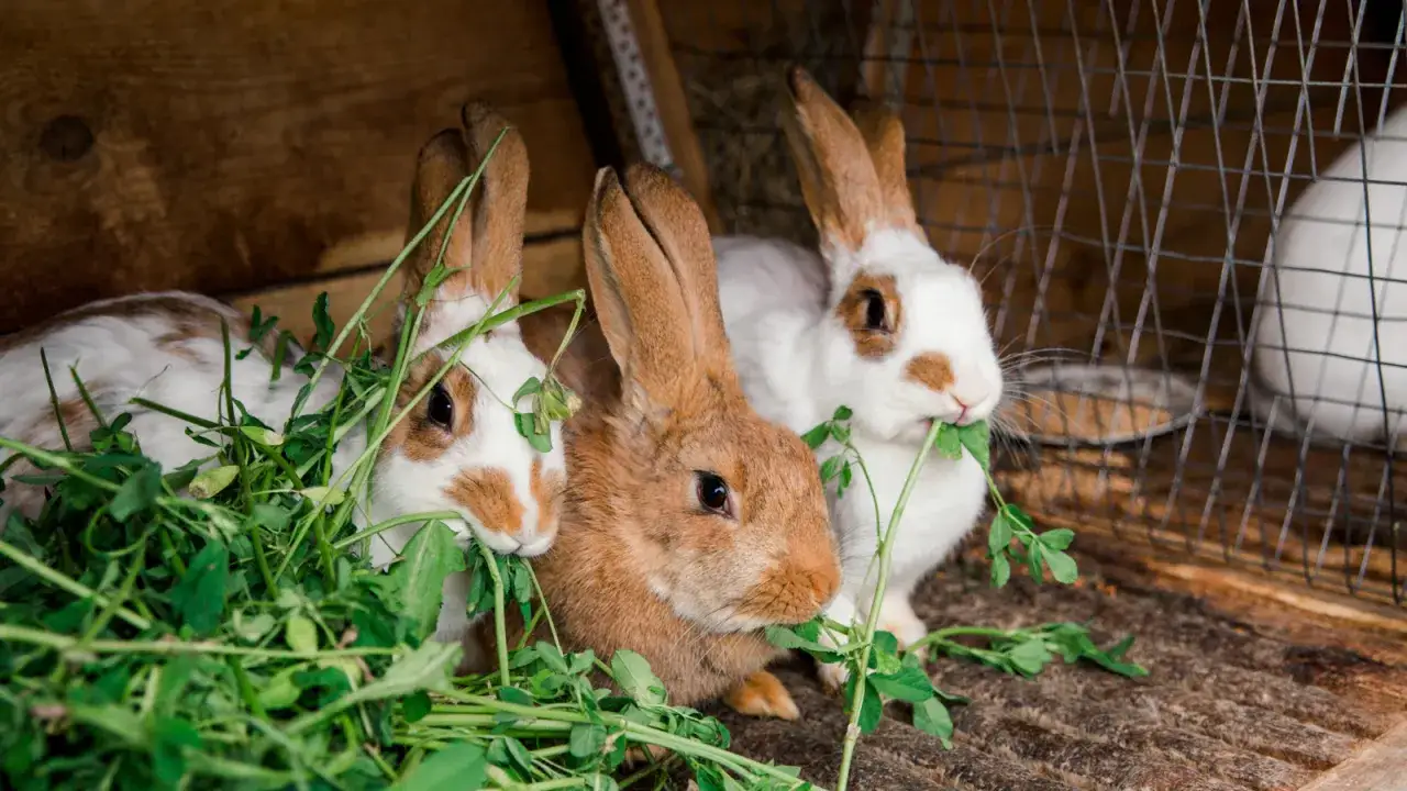 Zdjęcie Co można dać królikowi do jedzenia, aby zapewnić mu zdrowie?