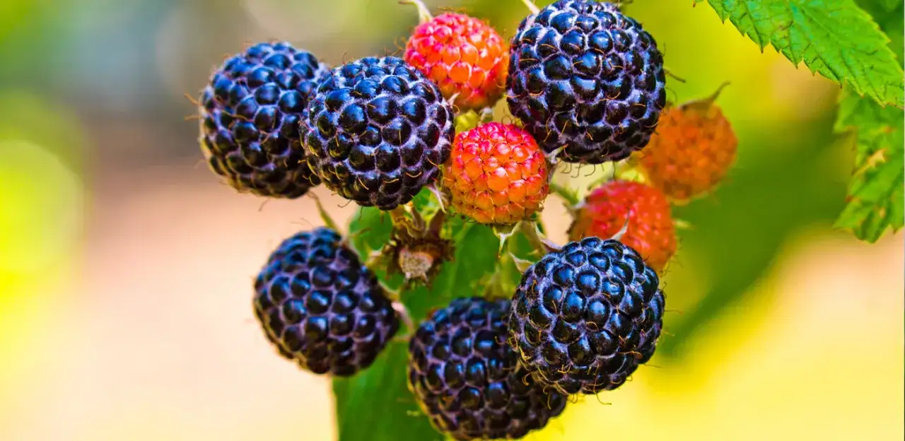 Zdjęcie Czarna malina jak przycinać, aby uniknąć błędów i zwiększyć plony