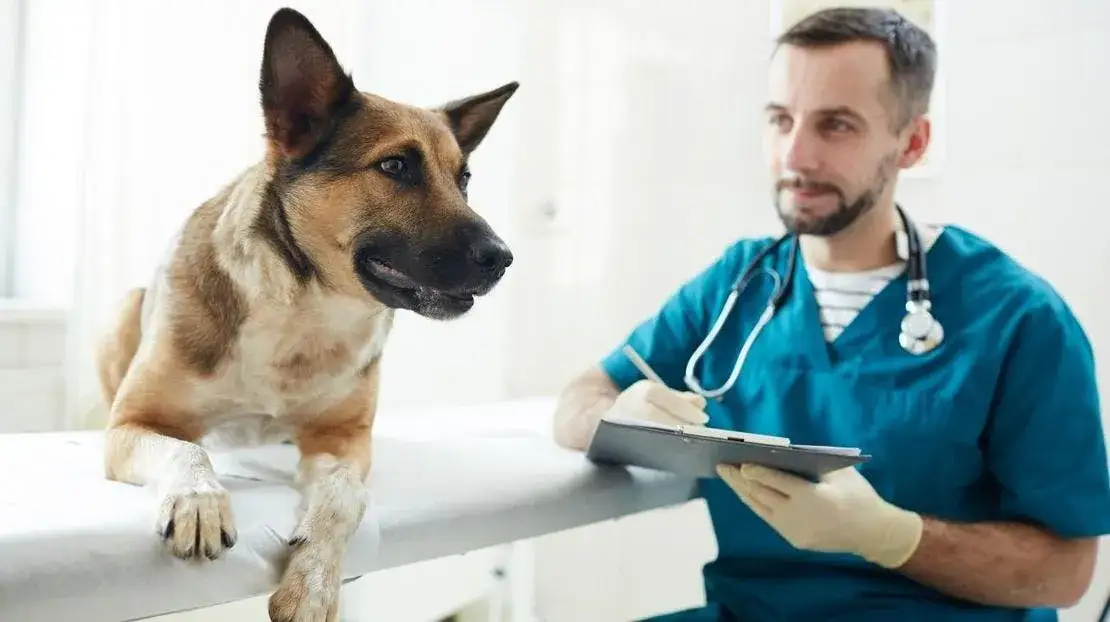 Zdjęcie Dowiedz się co ile odrobaczać psa: praktyczny poradnik dla właściciela