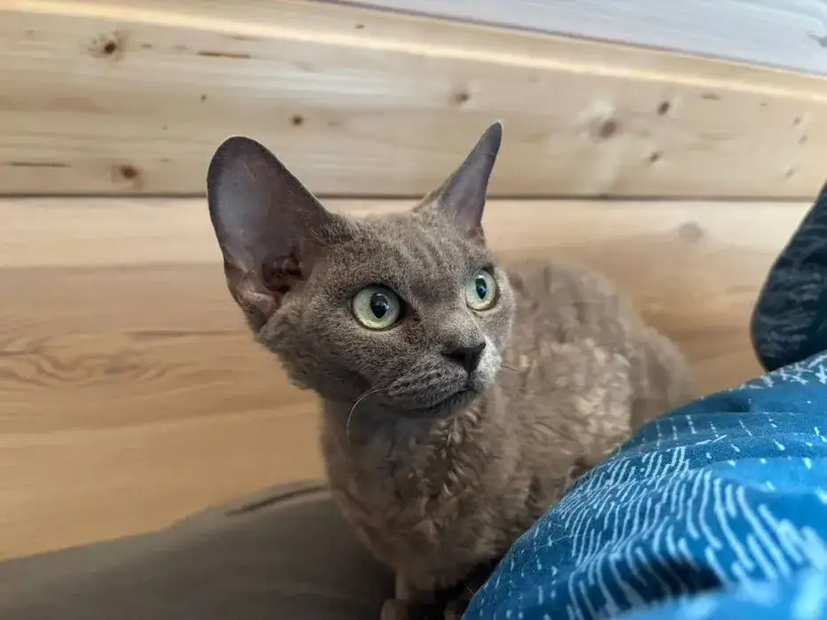 Zdjęcie Devon Rex Lublin – piękne koty na sprzedaż i lokalne hodowle