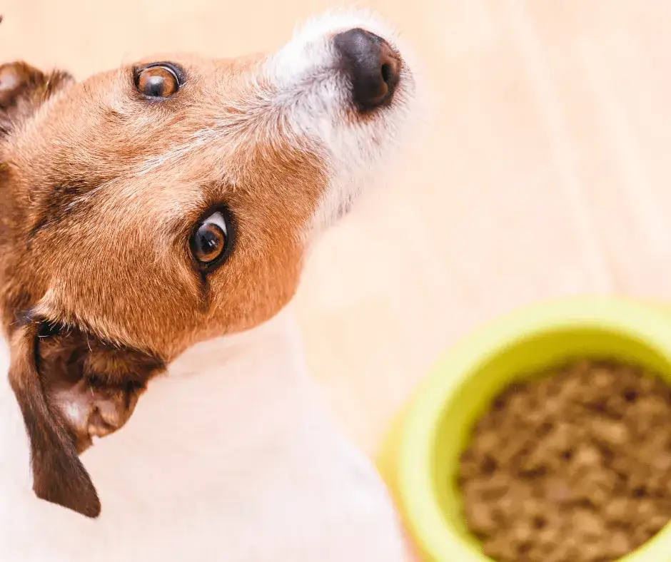 Zdjęcie Co można dodać do suchej karmy dla psa, by poprawić smak i zdrowie?