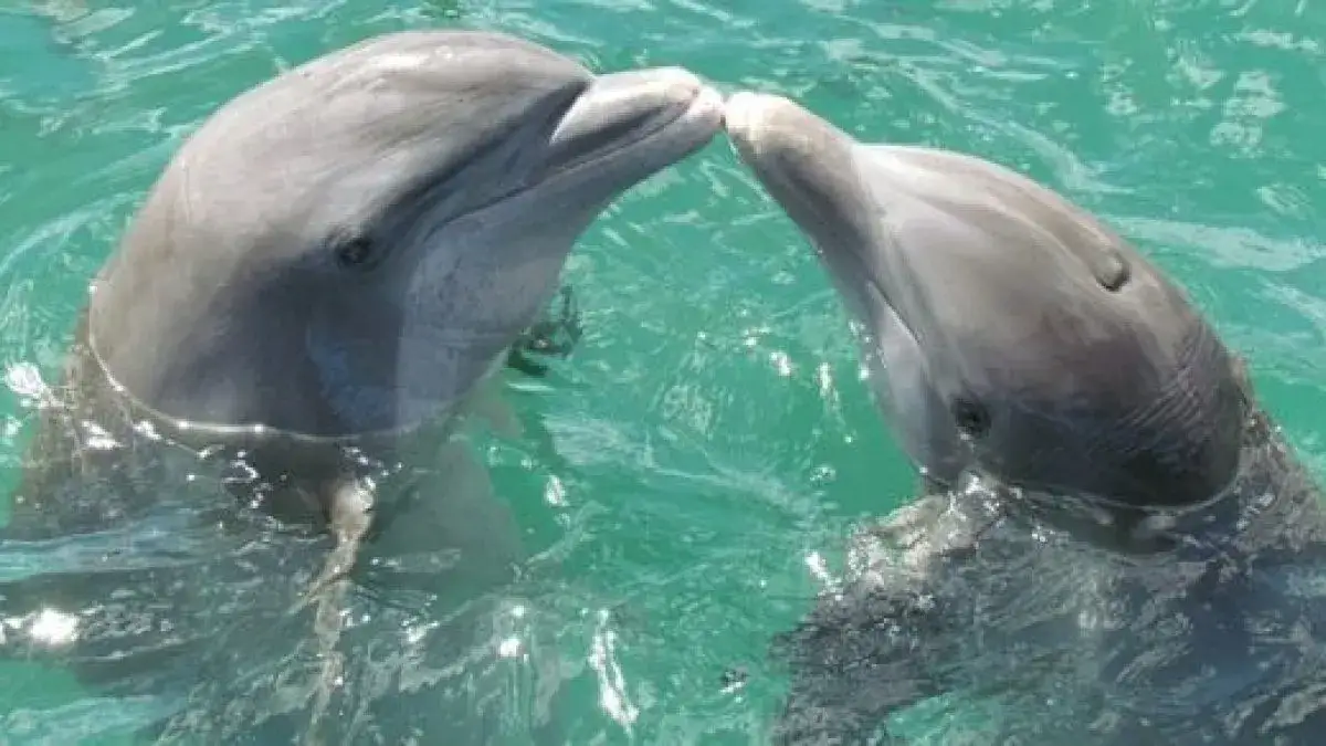 Zdjęcie Jak rozmnażają się delfiny? Odkryj tajemnice ich życia intymnego