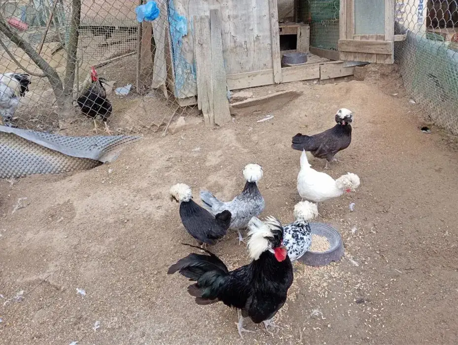 Zdjęcie Najlepszy drób w Podkarpackiem: jakie gatunki kupić i gdzie?