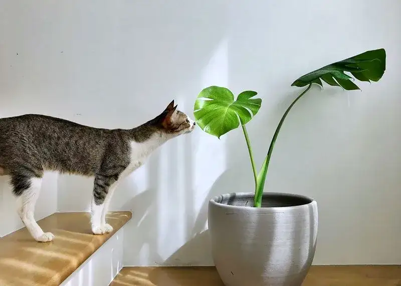 Zdjęcie Czy monstera jest trująca dla kota: Ważne ostrzeżenie dla właścicieli