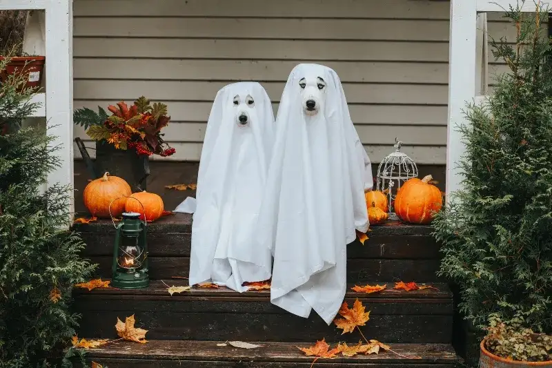 Zdjęcie Halloween DIY: Proste pomysły na dekoracje, które zrobisz sam!