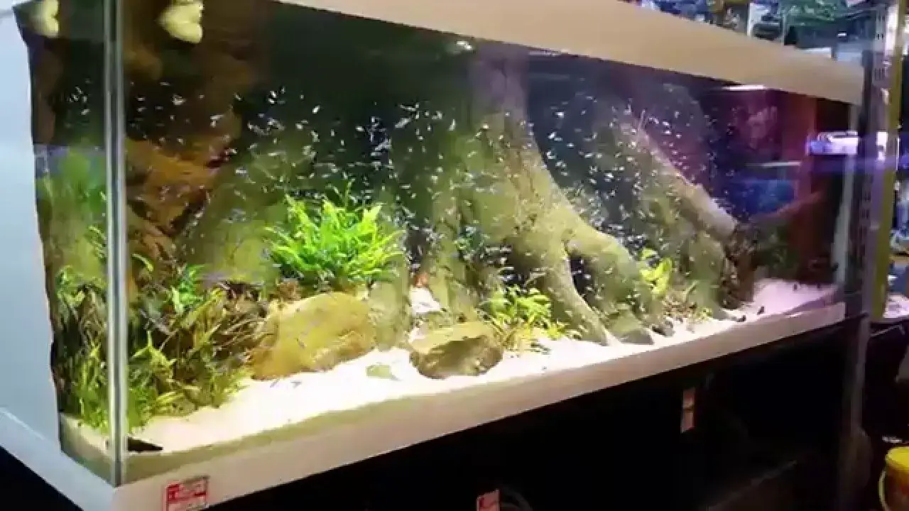 Zdjęcie Jakie podłoże do akwarium z neonkami zapewni im komfort i zdrowie