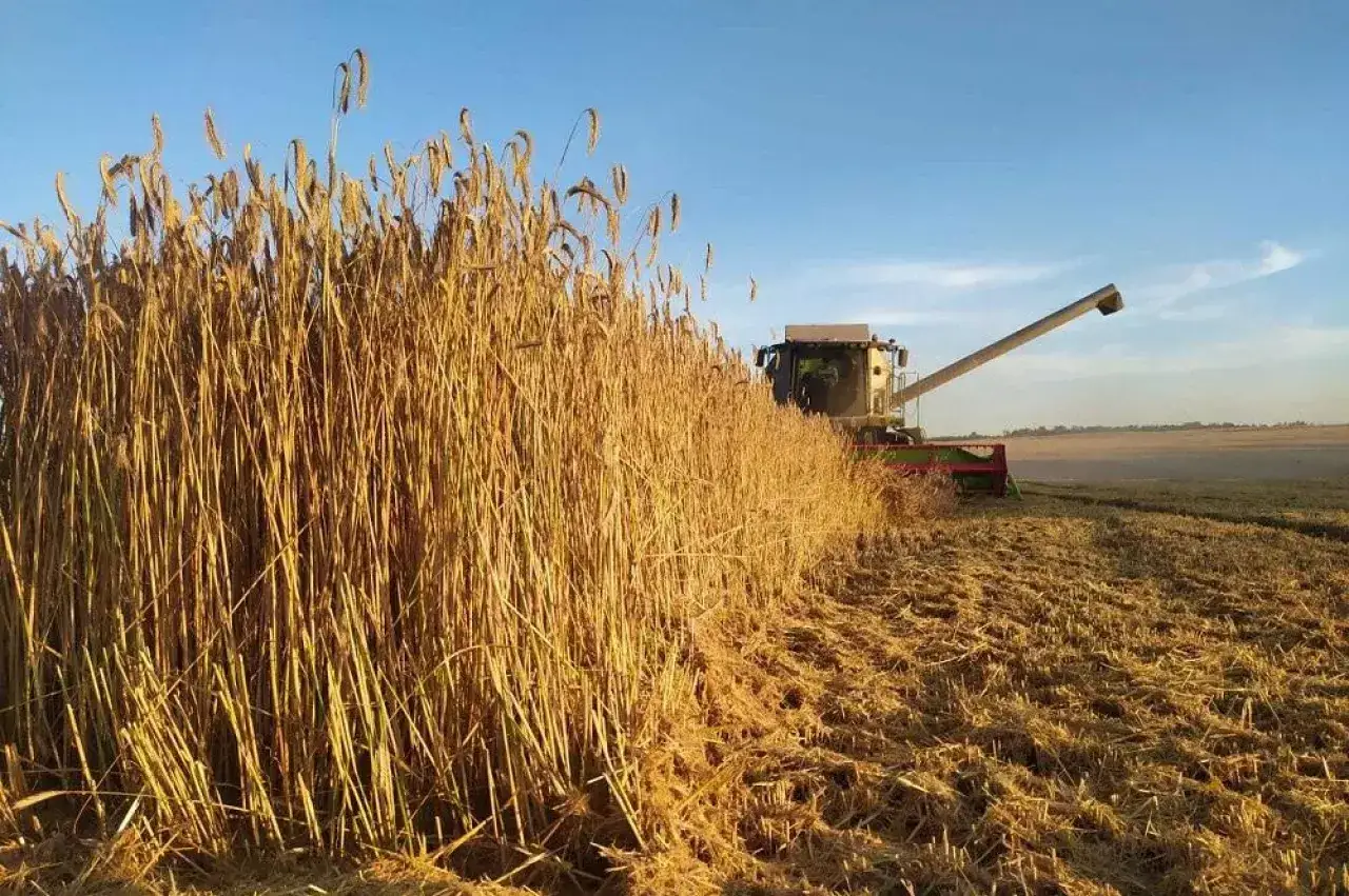 Zdjęcie Jakie żyto hybrydowe na słabe gleby - najlepsze odmiany na trudne warunki