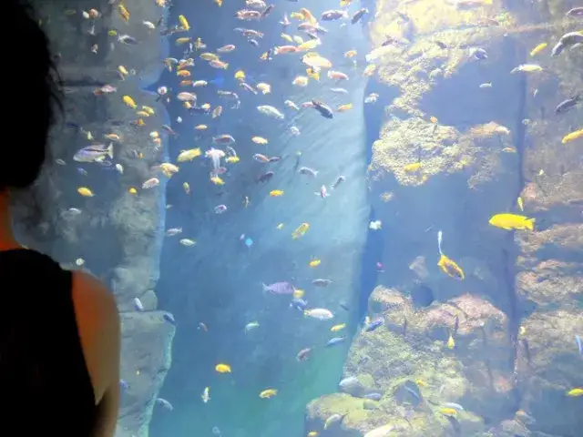 Zdjęcie Oceanarium Warszawa - Gdzie zobaczyć morskie atrakcje i wystawy?